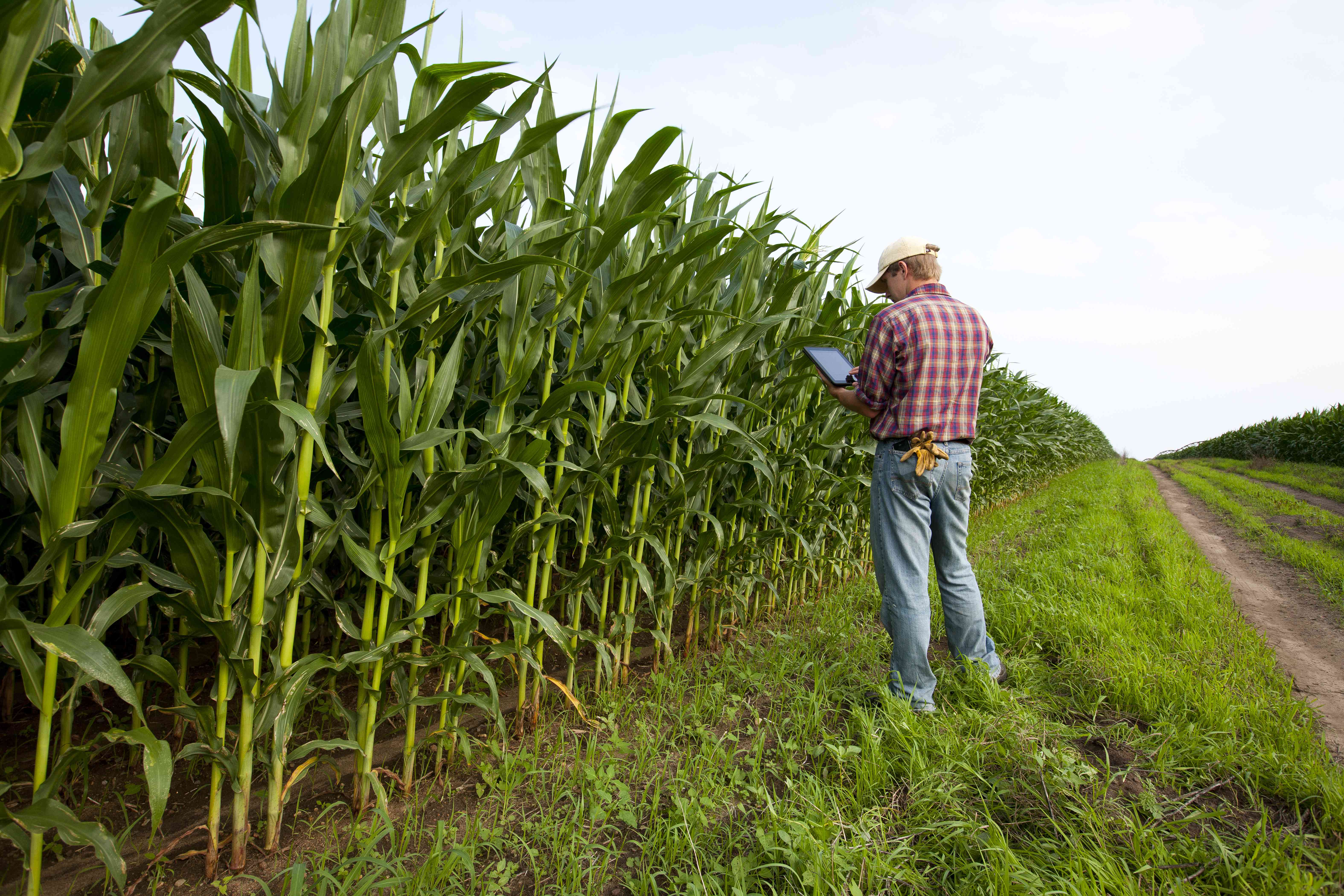 A farmer in a field with a laptop